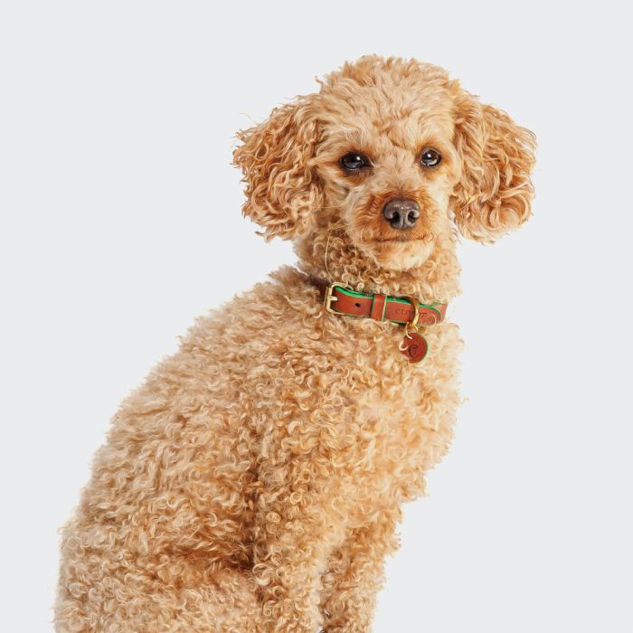 Нашийник для собак Cloud7 Prince Park Зелений M