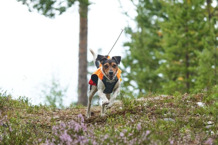 Світловідбивний жилет Protector vest GPS Non-stop dogwear Помаранчевий L