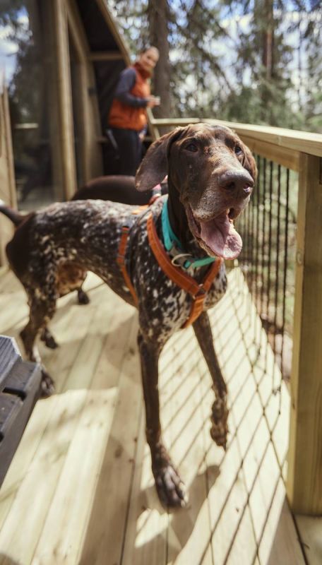 Анатомічна шлейка для собак Hurtta Casual Y-harness 35-45 Коричневий