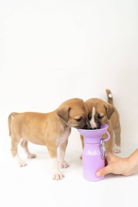 Пляшка-поїлка для собак Springland Ліловий 450 мл