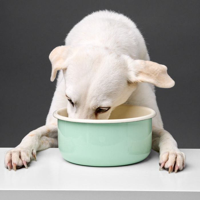 Миска для собак Cloud7 Granny М'ятний S 500 мл