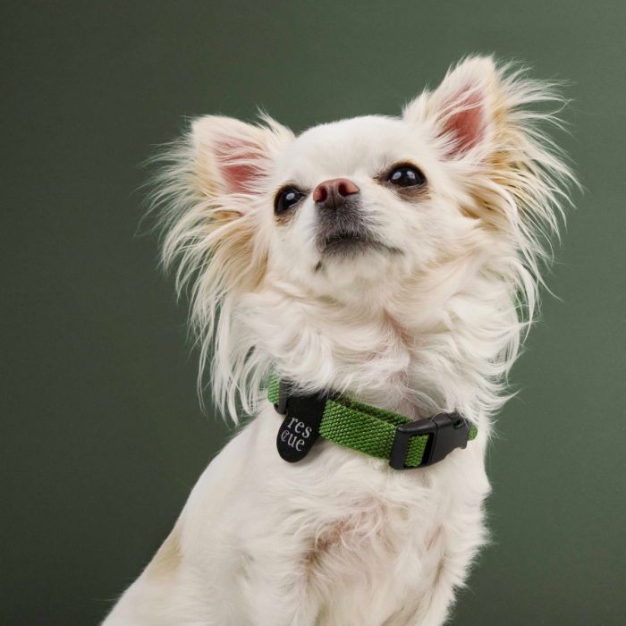 Повсякденний нашийник для собак Cloud7 Rescue Basic Зелений XL