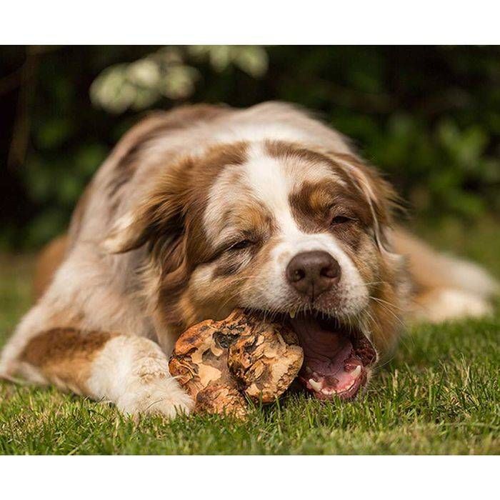 Жувальний корінь Chewies S, екстремальне гризіння