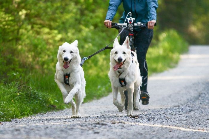 Повідець-спарка для собак Touring double Non-stop dogwear Чорний/Сірий S 50 см/13 мм