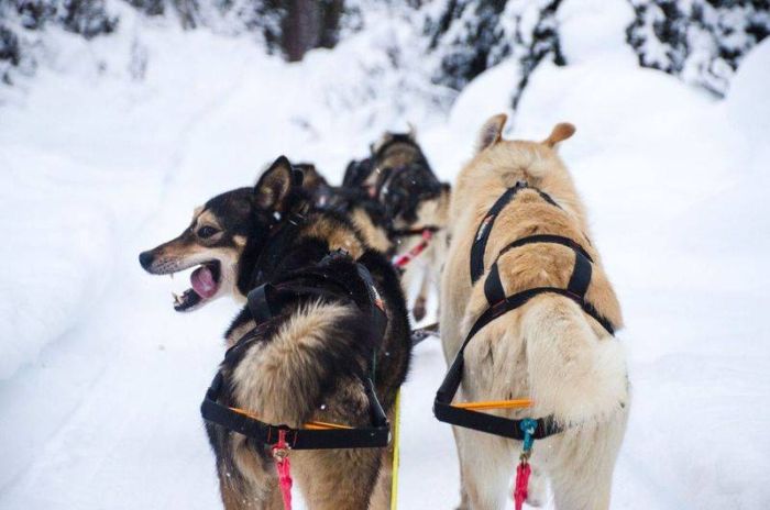 Шлейка для собак Nansen stick harness Non-stop dogwear Чорний 9.5