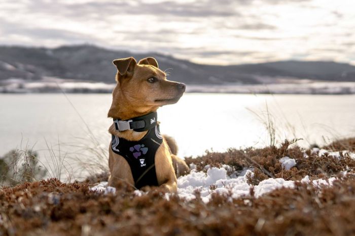 Шлейка для собак пом'якшена Hurtta Weekend Warrior 40-45 см Чорний