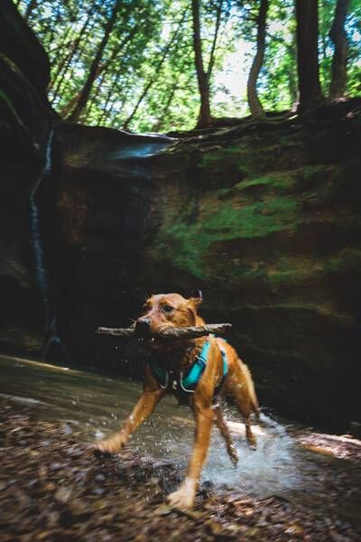 Легка шлейка для собак Ruffwear Flagline™ XS 43-56 см Сірий