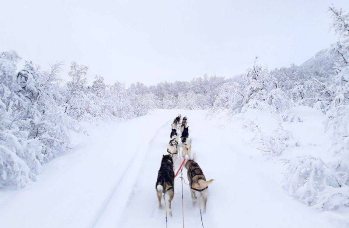 Шлейка для собак Nansen stick harness Non-stop dogwear Чорний 6