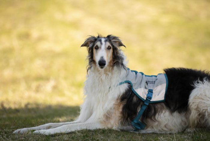 Охолоджуючий жилет для собак Cooling vest Non-stop dogwear Сірий S