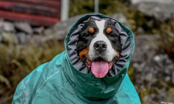 Дощовик для собак Hurtta Monsoon coat II ECO Бірюзовий 35