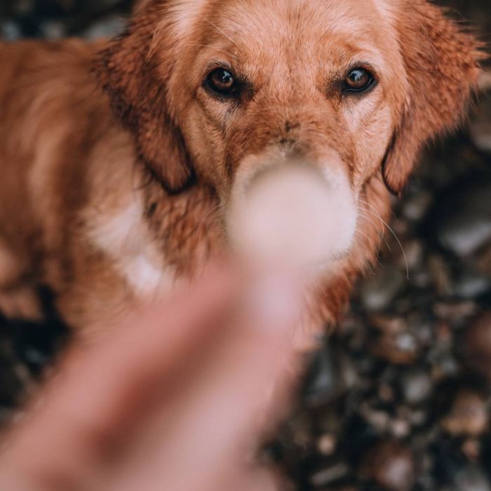 Печиво для собак Beco Pets Куряча печінка з пастернаком і медом 60 г