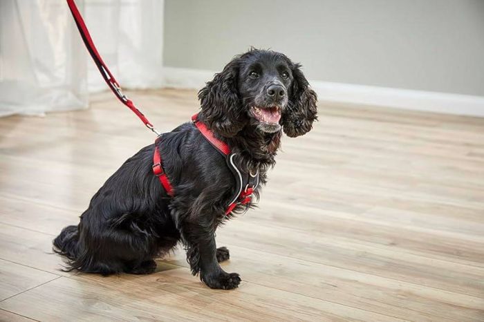 Шлейка для собак пом'якшена Wolters Professional Comfort 3 50-60 см / 30 мм Червоний