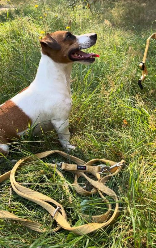 Повідець перестібка з нейлону Wolters Professional L 3 м / 20 мм Жовтий