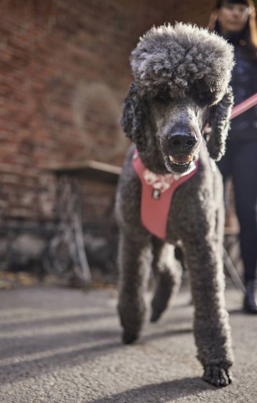 Шлейка для собак пом'якшена Hurtta Weekend Warrior 100-120 см Рожевий