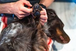 Мазь для догляду за лапами собак Paw care Non-stop dogwear 50 мл