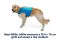 Рятувальний жилет для собак Ruffwear Float Coat™ L Синій