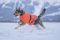 Куртка для собак Long distance + jacket Non-stop dogwear Помаранчевий M