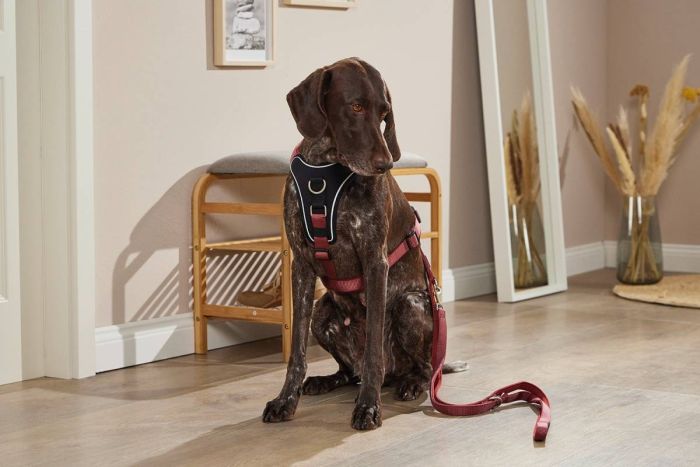 Шлейка для собак пом'якшена Wolters Professional Comfort 2 40-45 см / 25 мм Бордовий