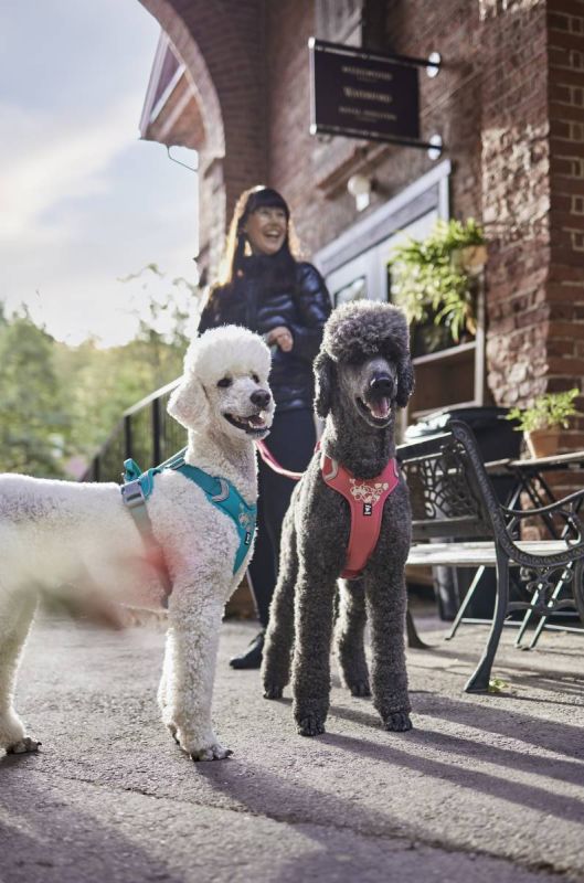 Шлейка для собак пом'якшена Hurtta Weekend Warrior 40-45 см Рожевий