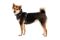 Повсякденна шлейка для собак Ruffwear Front Range® XS 43-56 см Сірий