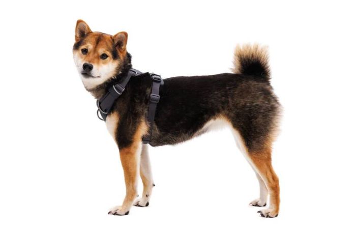 Повсякденна шлейка для собак Ruffwear Front Range® XS 43-56 см Сірий