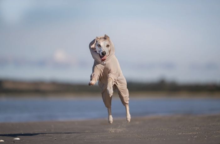 Комбінезон для собак Non-stop dogwear Trail quest fleece overall Бежевий 60