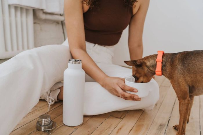 Термос із спеціальною мискою для собак Springland Білий 710 мл + 240 мл