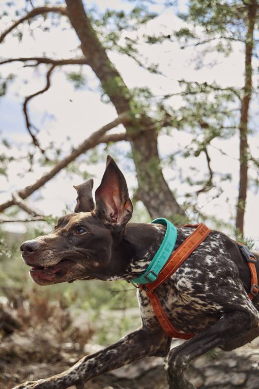 Нашийник для собак Hurtta Casual ECO 45-55 Бірюзовий