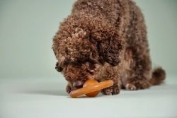 Каучукова іграшка для собак колесо Wolters Pure Nature L 14,5 см