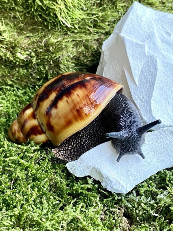 Ravlik Box наповнювач для равликів 