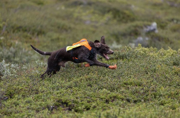 Жилет для собак Non-stop dogwear Protector vest GPS 2.0 Помаранчевий XS