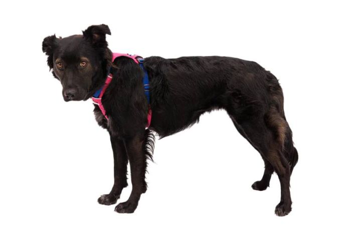 Полегшена шлейка для собак Ruffwear Hi & Light™ S 56-69 см Малиновий