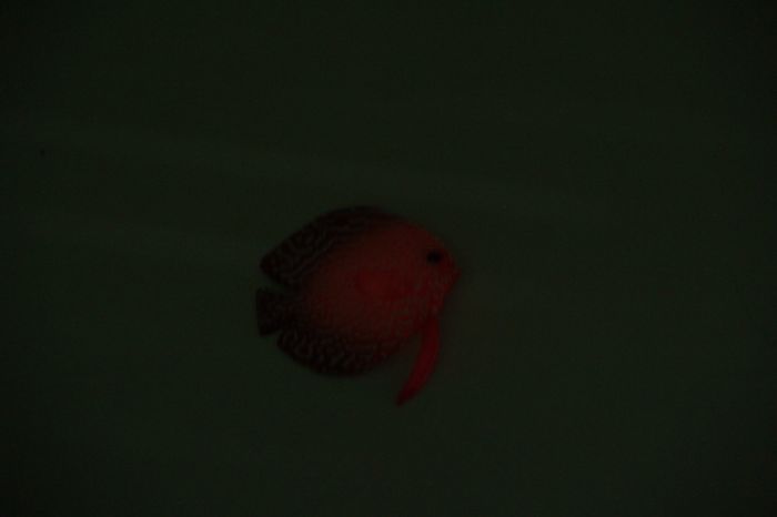 Рибка силіконова Дискус 8 см CL0022 