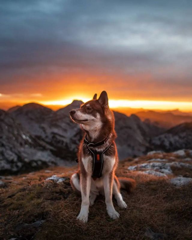 Нашийник для собак Polar Non-stop dogwear Чорний S