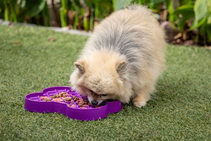 Миска слоуфідер для маленьких собак LickiMat Small Slodog Purple