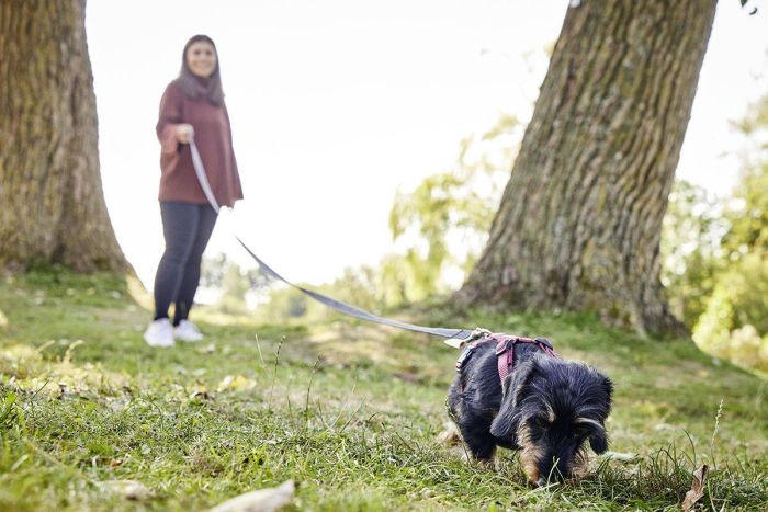 Прогулянковий повідець для собак Wolters Avanti Retracing з ручкою 12 м Чорний