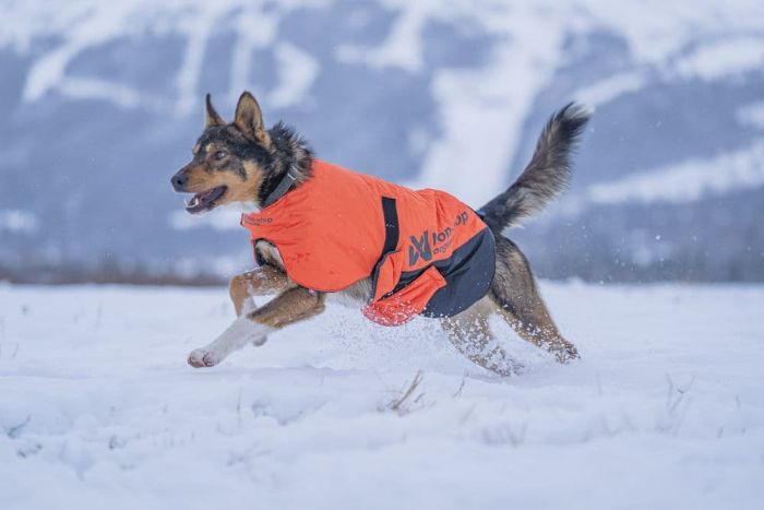 Куртка для собак Long distance + jacket Non-stop dogwear Помаранчевий XL