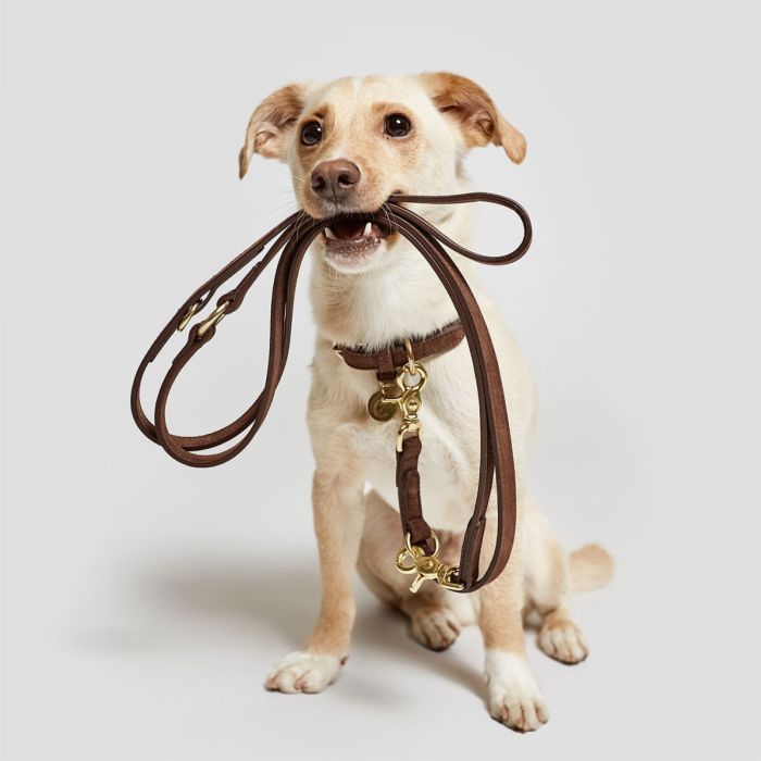 Нашийник для собак Cloud7 Tiergarten Коричневий XL