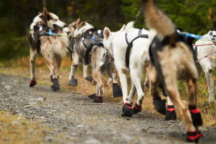Шкарпетки для собак Solid sock Non-stop dogwear Чорний XS 4 Шт.