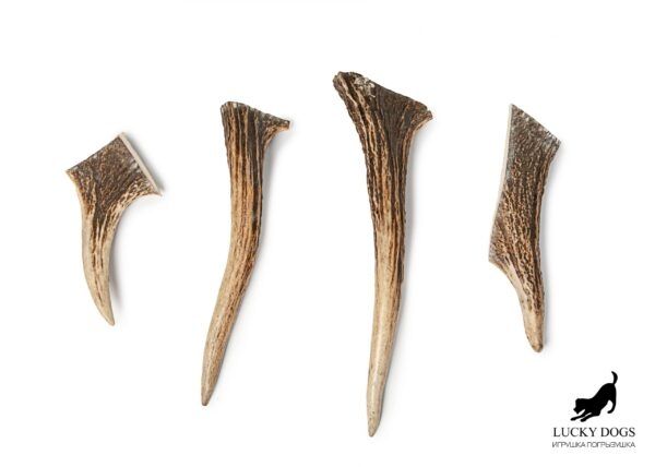 Рог лося Lucky Dogs, L 