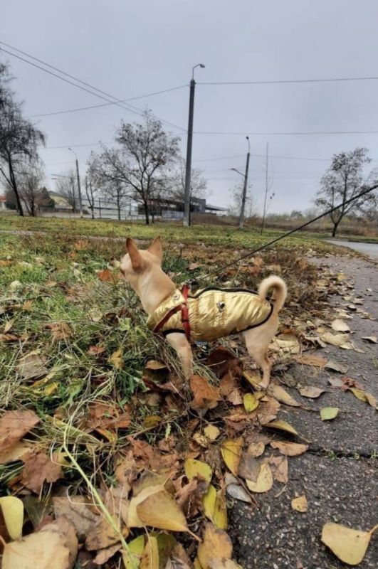 Дубай жилет для собак Dog Love золото M