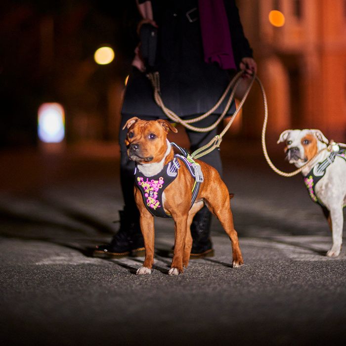 Шлейка пом'якшена для собак Hurtta Weekend Warrior Neon Harness II ECO Лакрична 55-70