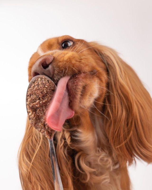 Натуральний вологий корм для собак Cooka's Cookies 95% Свинина з лісовими ягодами та картоплею 400 г