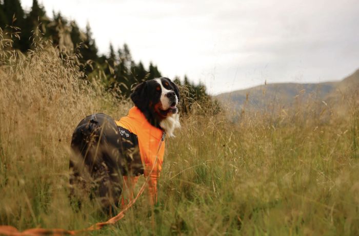 Комбінезон для собак жіночої статі Non-stop dogwear Protector dog suit F Помаранчевий 51