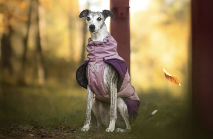 Тепла зимова куртка для собак Glacier jacket 3.0 Non-stop dogwear Фіолетовий 60