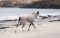 Халат-рушник для собак Drying coat Non-stop dogwear Сірий 30