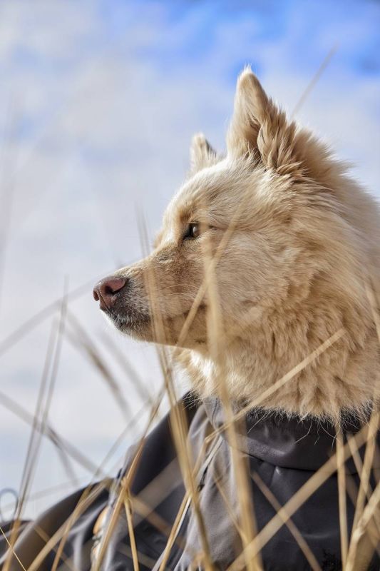 Дощовик для собак Hurtta Mudventure Coat ECO 40 Сірий