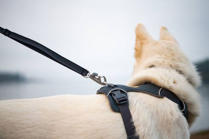 Повсякденна шлейка для собак Ruffwear Front Range® L/XL 81-107 см Сірий