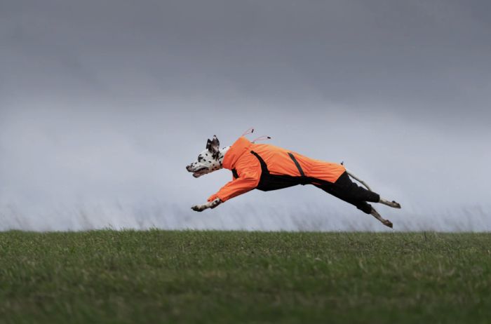 Комбінезон для собак Non-stop dogwear Fjord overall raincoat Помаранчевий 50