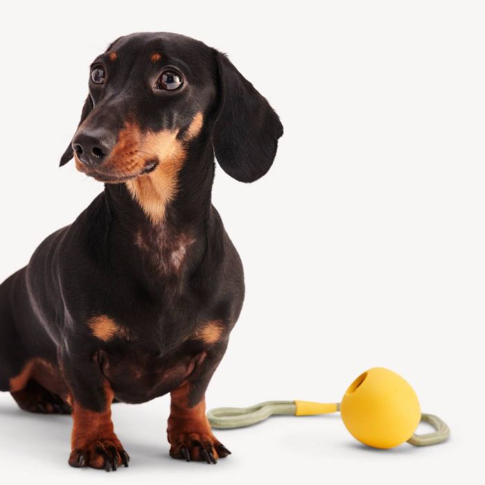 Іграшка м'ячик на мотузці для собак Beco Pets Slinger Ball Жовтий